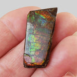 Ammolite Gem | Ammonite | Fancy Cabochon | 30x15mm 27ct | Canada