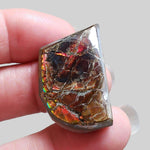 Ammolite Gem | Ammonite | Fancy Cabochon | 34x21mm 42.2ct | Canada