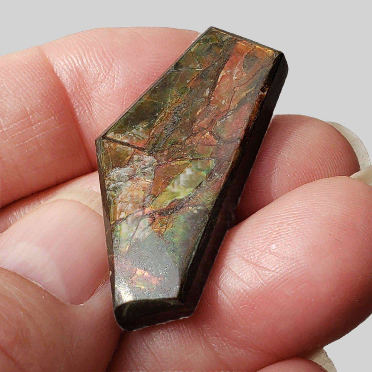 Ammolite Gem | Ammonite | Fancy Cabochon | 38x19mm 35ct | Canada