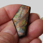 Ammolite Gem | Ammonite | Fancy Cabochon | 38x19mm 35ct | Canada