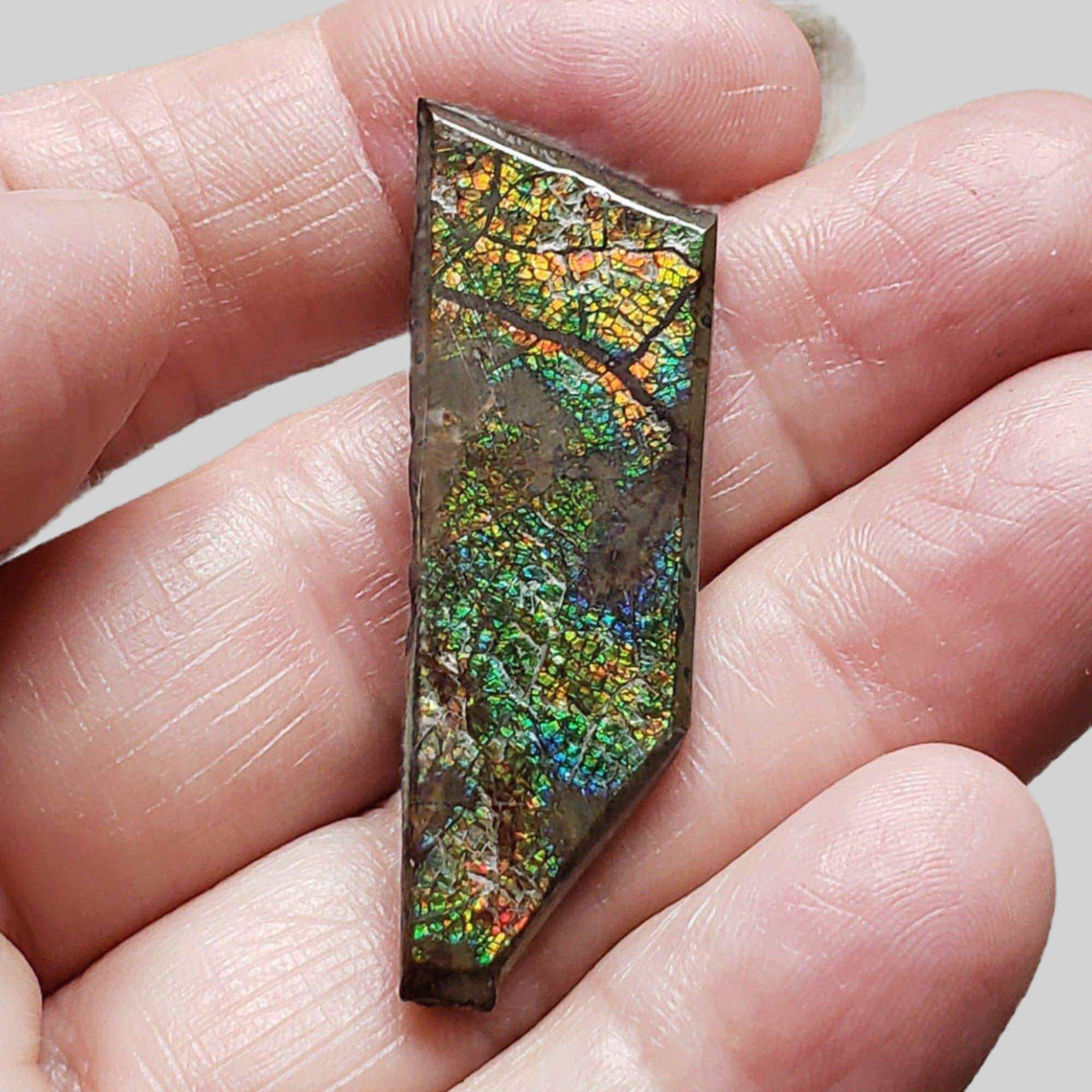 Ammolite Gem | Ammonite | Fancy Cabochon | 45.5x15mm 35.15ct | Canada