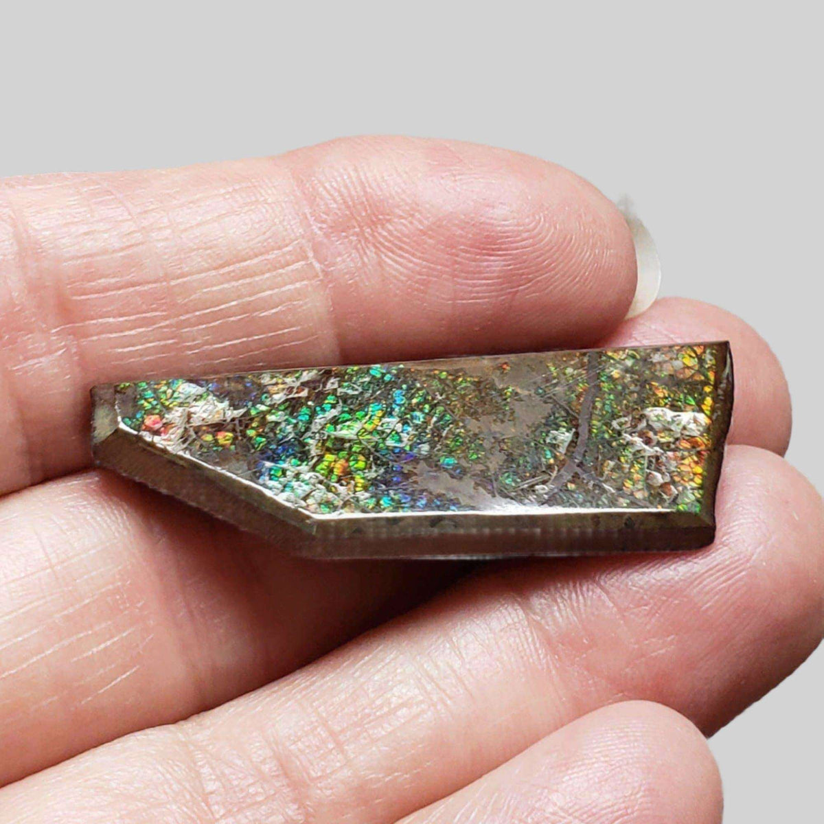 Ammolite Gem | Ammonite | Fancy Cabochon | 45.5x15mm 35.15ct | Canada