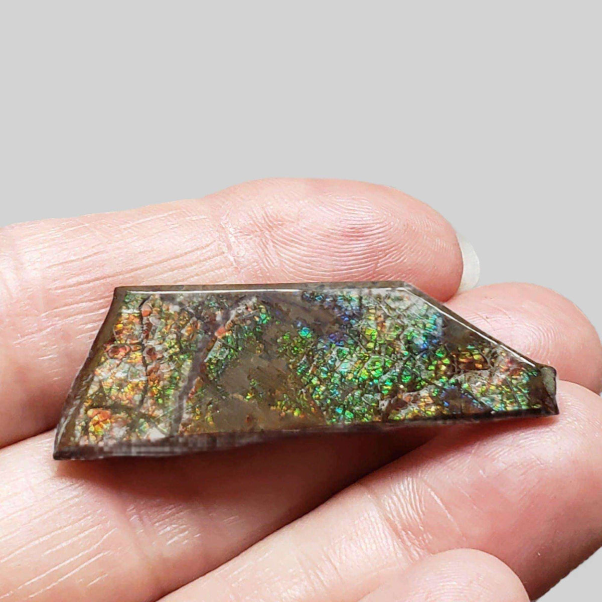 Ammolite Gem | Ammonite | Fancy Cabochon | 45.5x15mm 35.15ct | Canada