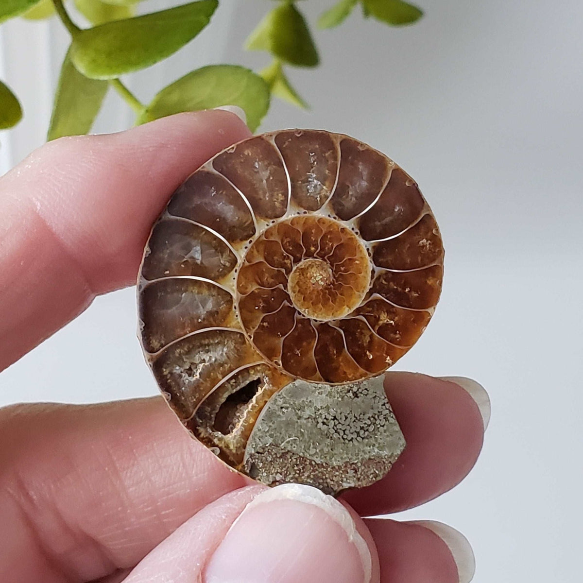   Ammonite Fossil Pair | Polished Matching Halves | Iridescent Ammonite | 38x31mm 