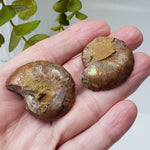   Ammonite Fossil Pair | Polished Matching Halves | Iridescent Ammonite | 38x31mm 