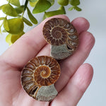   Ammonite Fossil Pair | Polished Matching Halves | Iridescent Ammonite | 38x31mm 