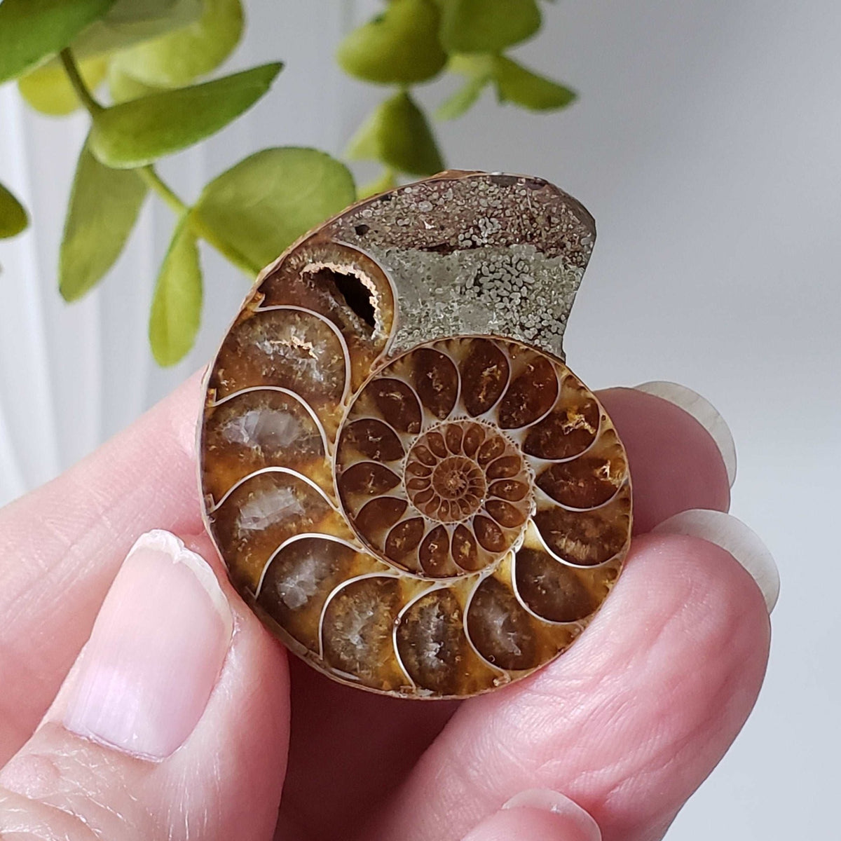   Ammonite Fossil Pair | Polished Matching Halves | Iridescent Ammonite | 38x31mm 