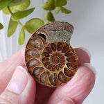   Ammonite Fossil Pair | Polished Matching Halves | Iridescent Ammonite | 38x31mm 