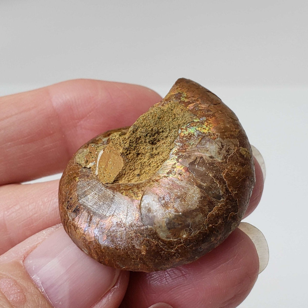   Ammonite Fossil Pair | Polished Matching Halves | Iridescent Ammonite | 38x31mm 