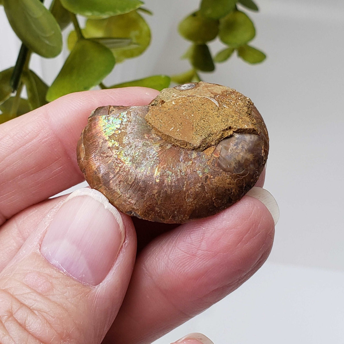   Ammonite Fossil Pair | Polished Matching Halves | Iridescent Ammonite | 38x31mm 