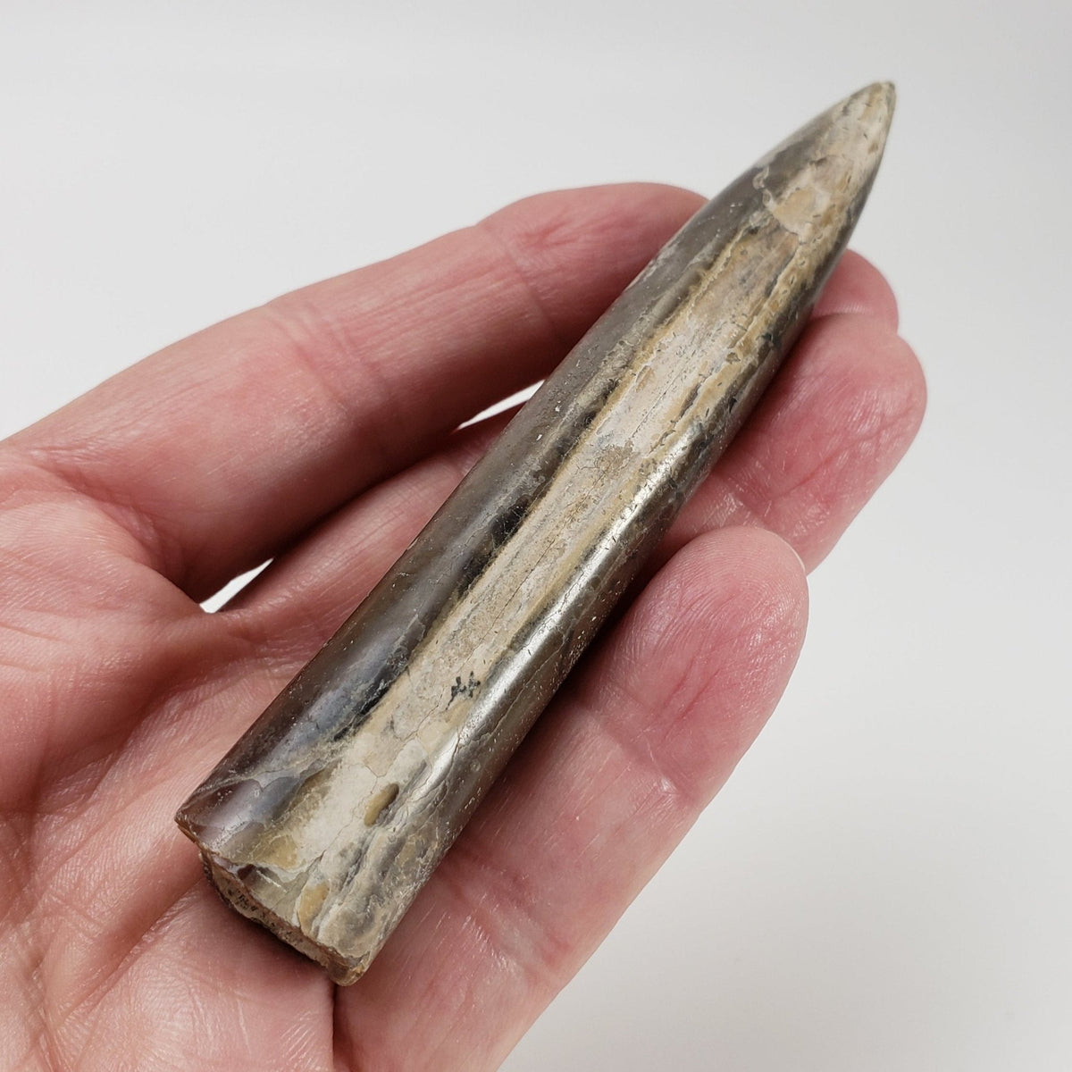 Cylindroteuthis Belemnites Mikhailov | Ryazan Region, Russia 1