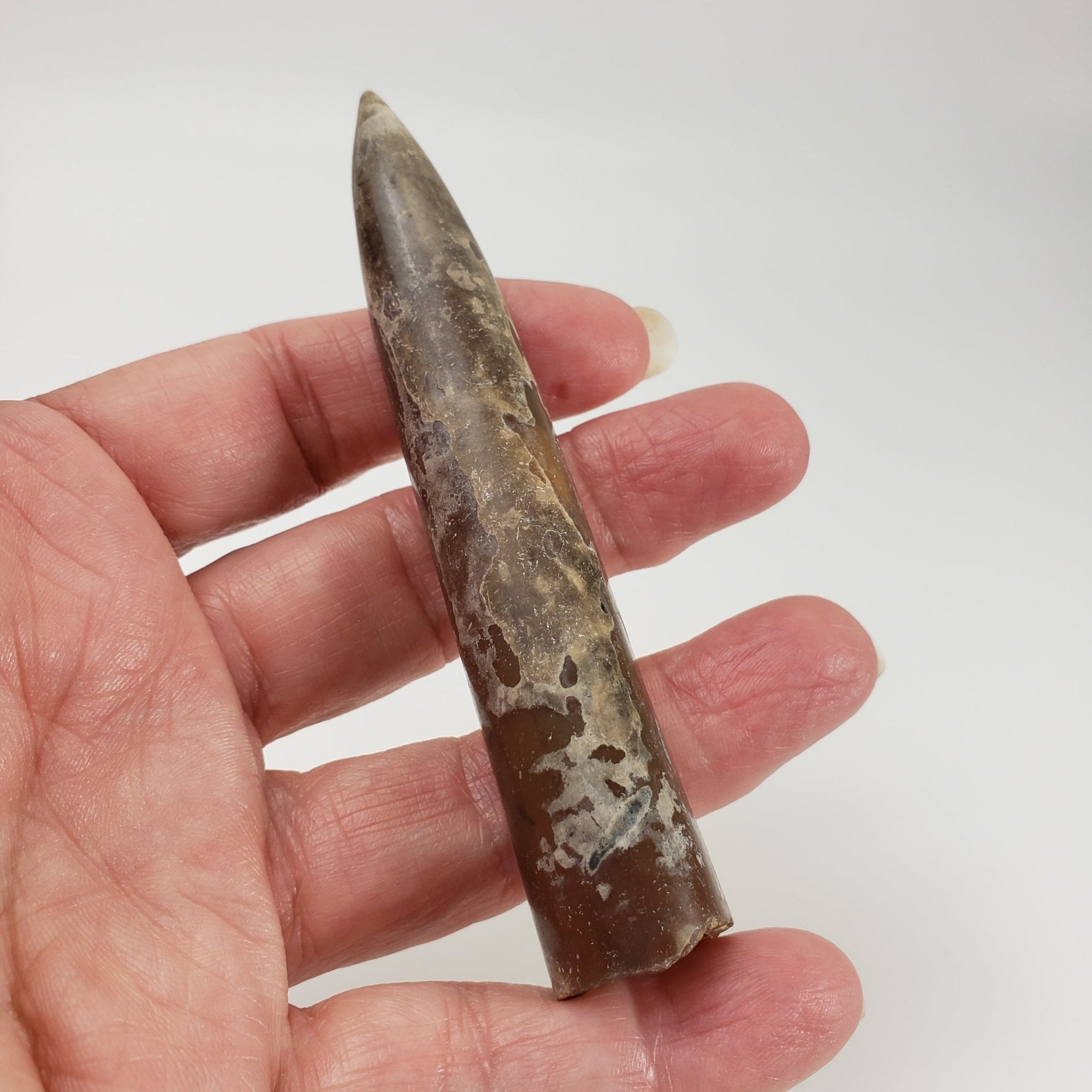 Cylindroteuthis Belemnites Mikhailov | Ryazan Region, Russia 2