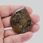   Fossilized Ammonite Cabochon | 20 grams | Morocco 