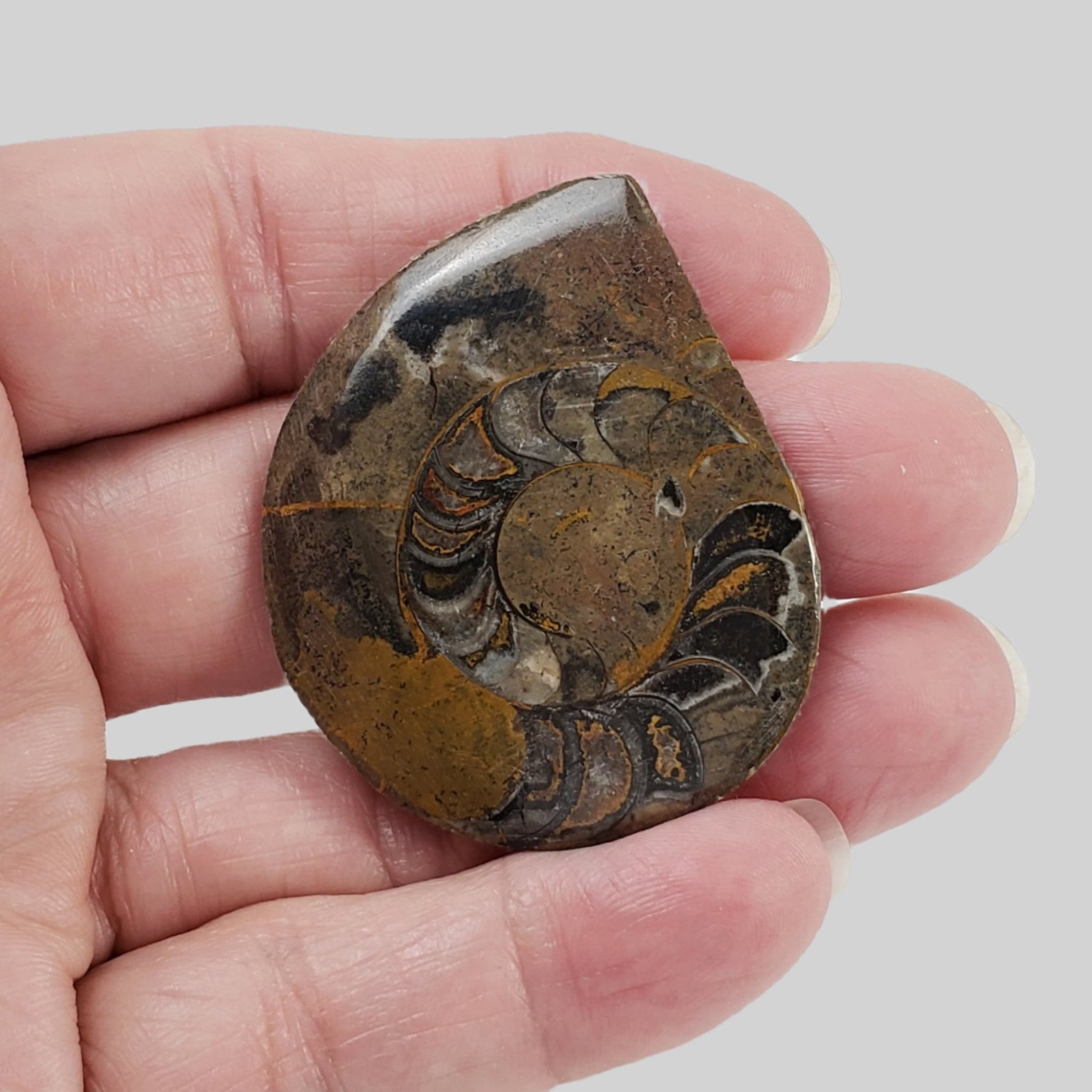   Fossilized Ammonite Cabochon | 20 grams | Morocco 