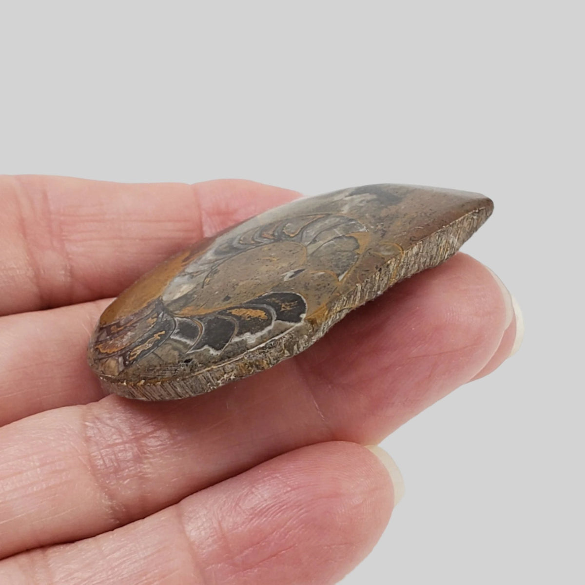   Fossilized Ammonite Cabochon | 20 grams | Morocco 