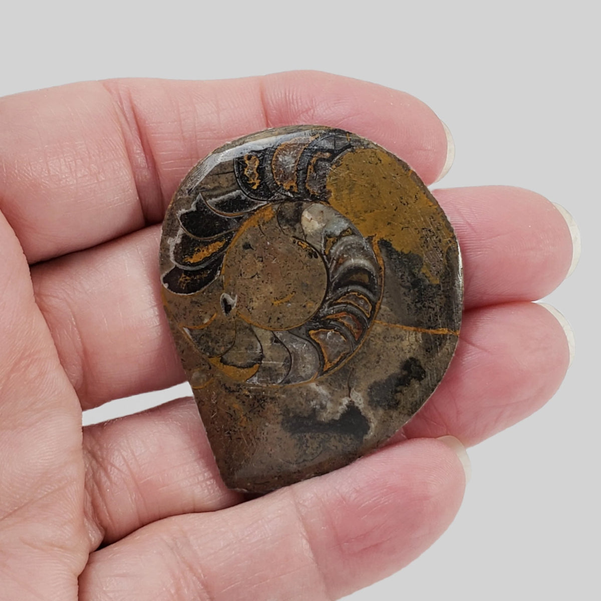   Fossilized Ammonite Cabochon | 20 grams | Morocco 