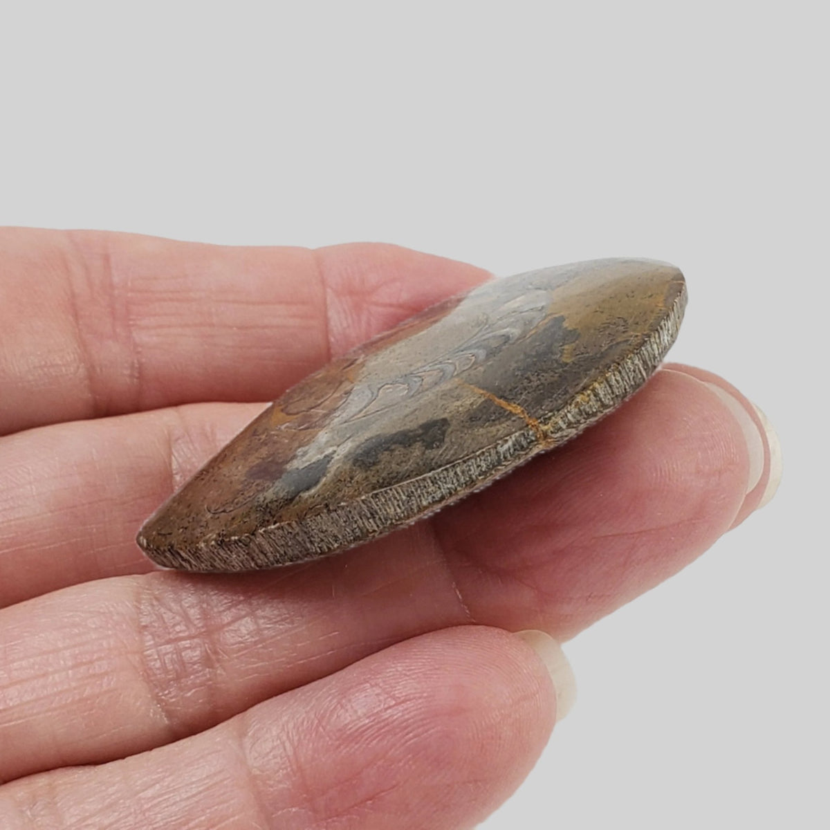   Fossilized Ammonite Cabochon | 20 grams | Morocco 