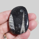 Fossilized Polished Orthoceras on Matrix Cabochon, Morocco 1