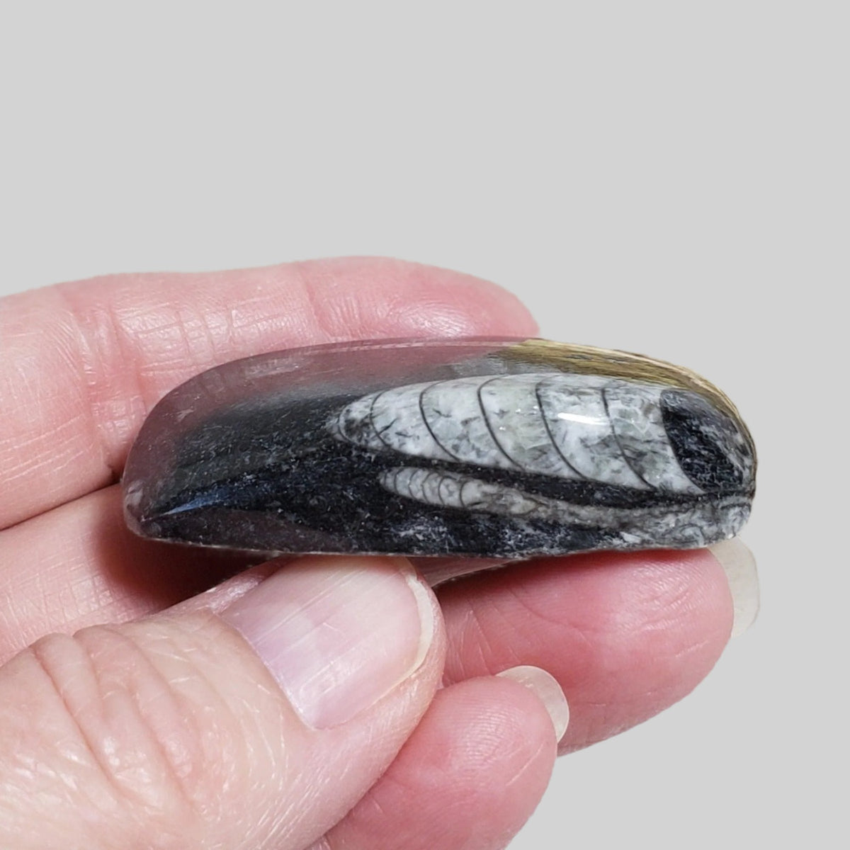 Fossilized Polished Orthoceras on Matrix Cabochon, Morocco 4