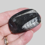 Fossilized Polished Orthoceras on Matrix Cabochon, Morocco 2