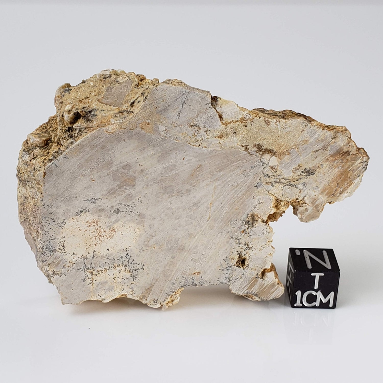 Impactite Fallback Breccia | Steinheim Basin Impact Structure | 66 grams | Slice | Ries, Germany 1