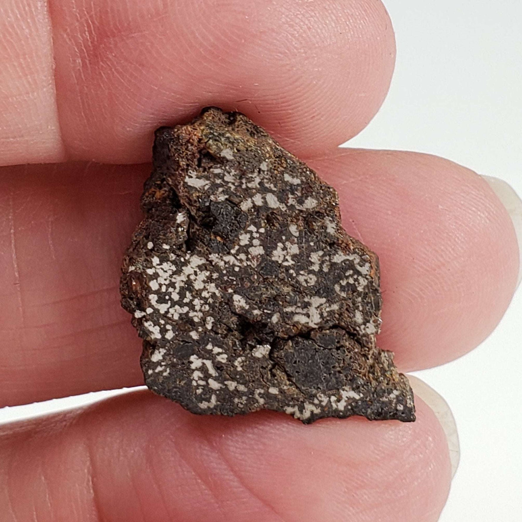   NWA 1879 Meteorite | 4.16 Gr | Part Slice | Found 2003 | Stony Iron Mesosiderite | Morocco 