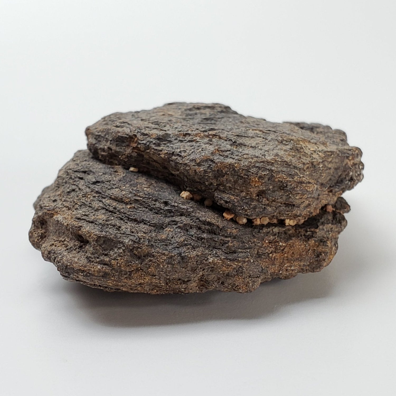 NWA 2965 Meteorite | 49.85 Grams | Individual | EL - Melt Rock | Fossil Paleomet 2