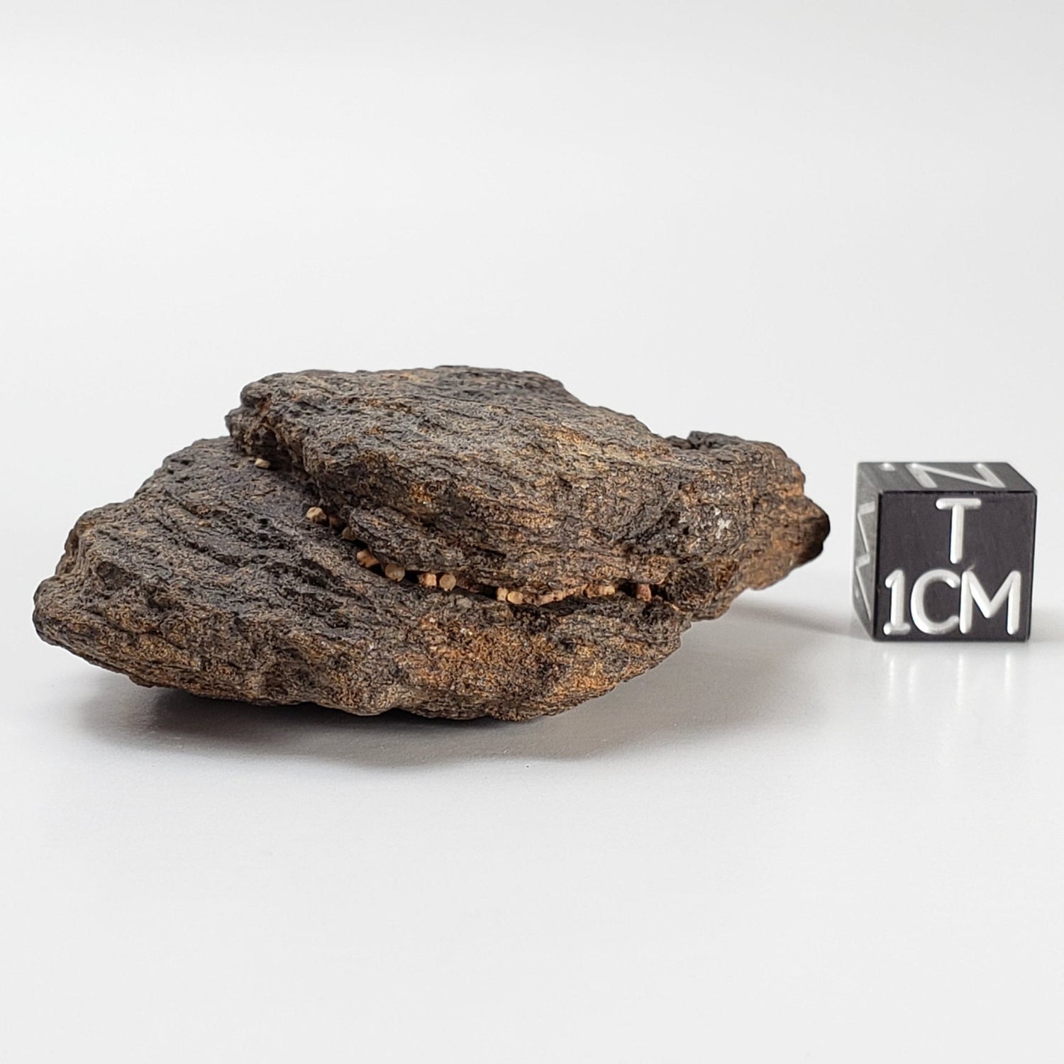 NWA 2965 Meteorite | 49.85 Grams | Individual | EL - Melt Rock | Fossil Paleomet 1