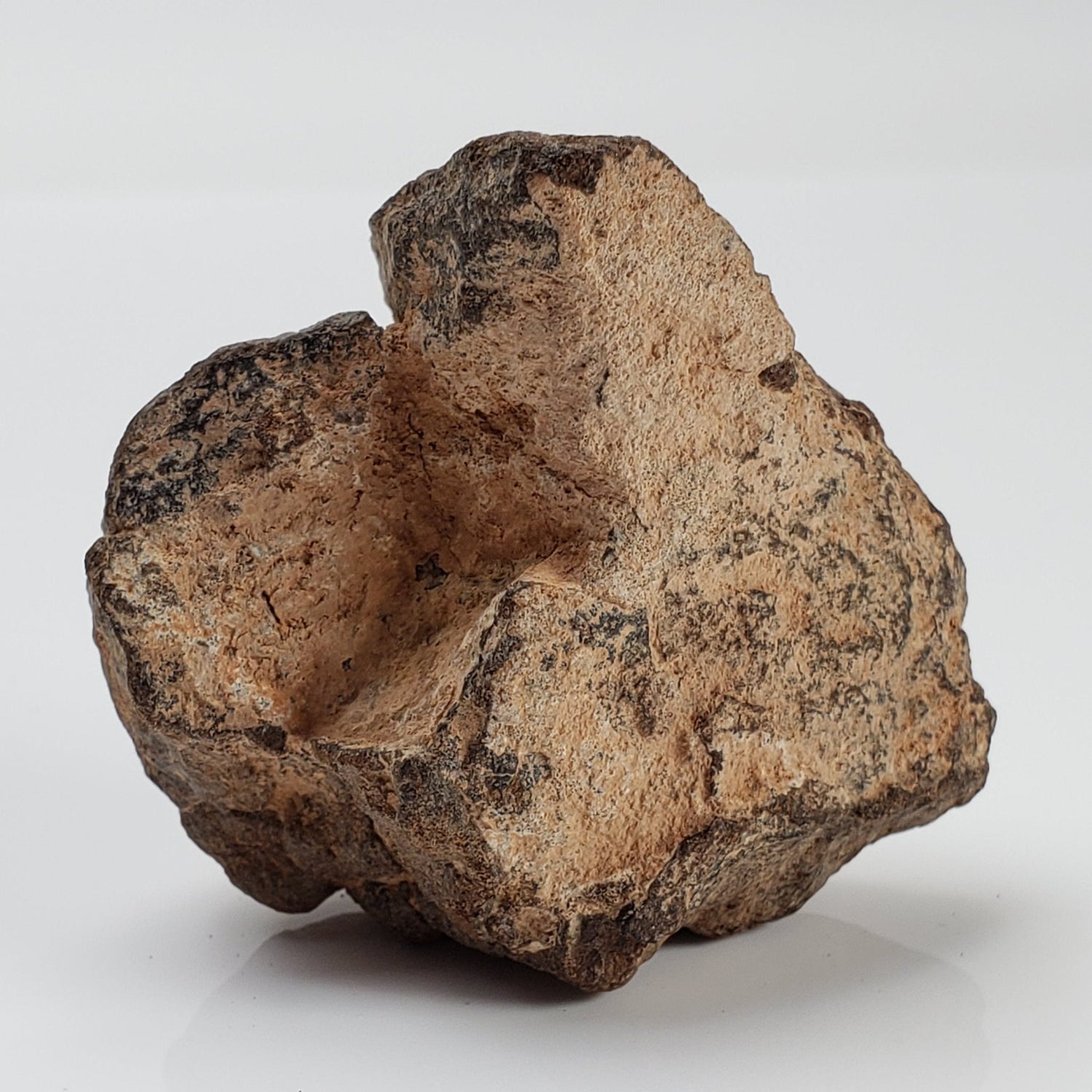 NWA 2965 Meteorite | 63.49 Grams | Individual | EL - Melt Rock | Fossil Paleomet 2