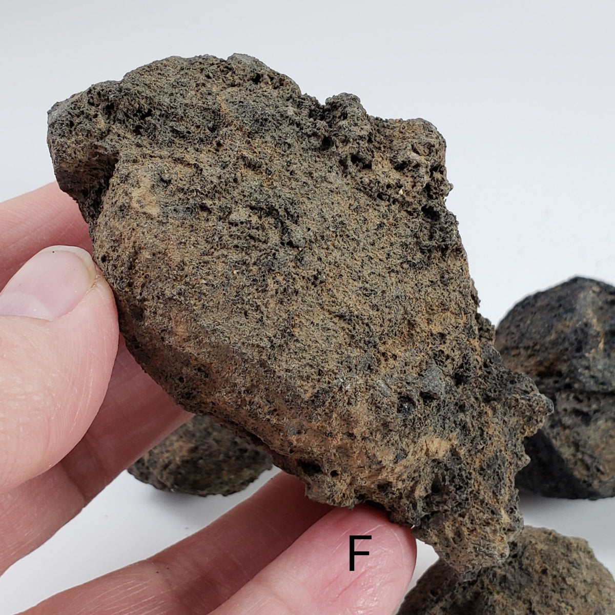 Olivine Volcanic Bombs | Uncut Lava Coated Crystal | Mortlake, Victoria, Australia