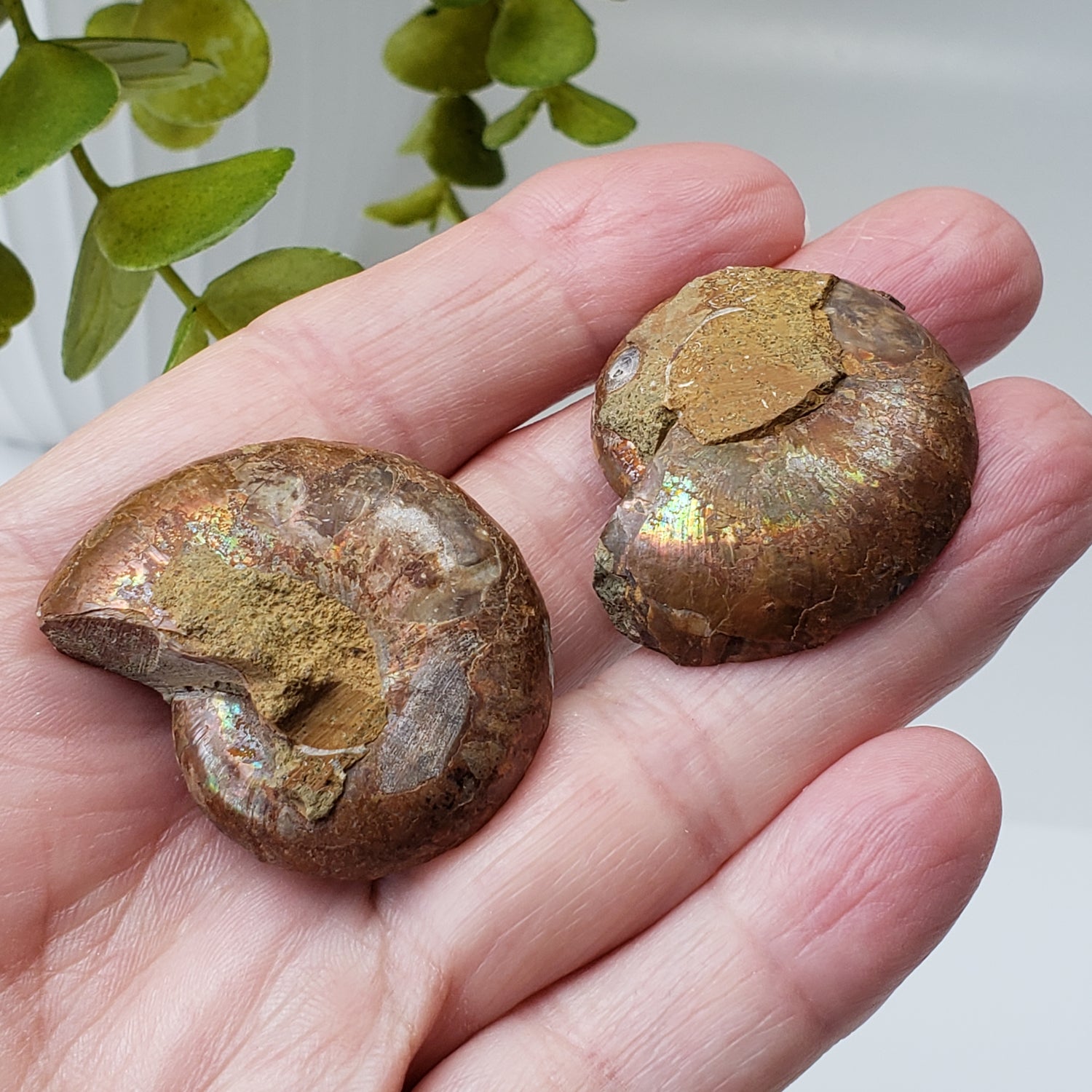Paire de fossiles d'ammonite | Moitiés assorties polies | Ammonite irisée | 38x31mm