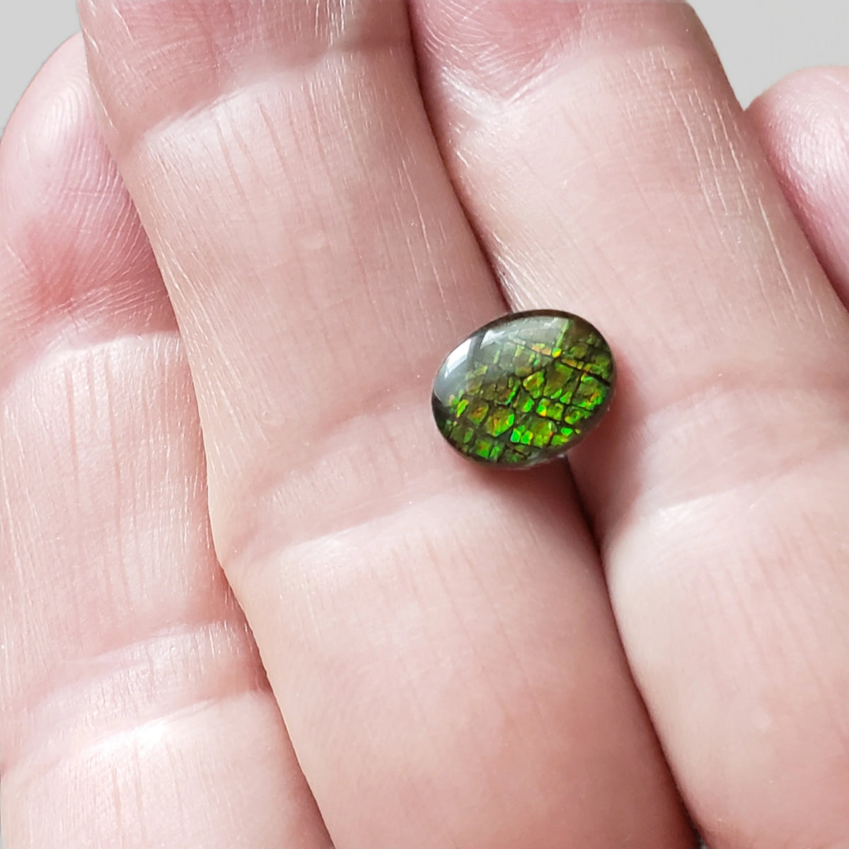 Ammolite Gem | Ammonite | Oval Cabochon | 10x8mm | Canada