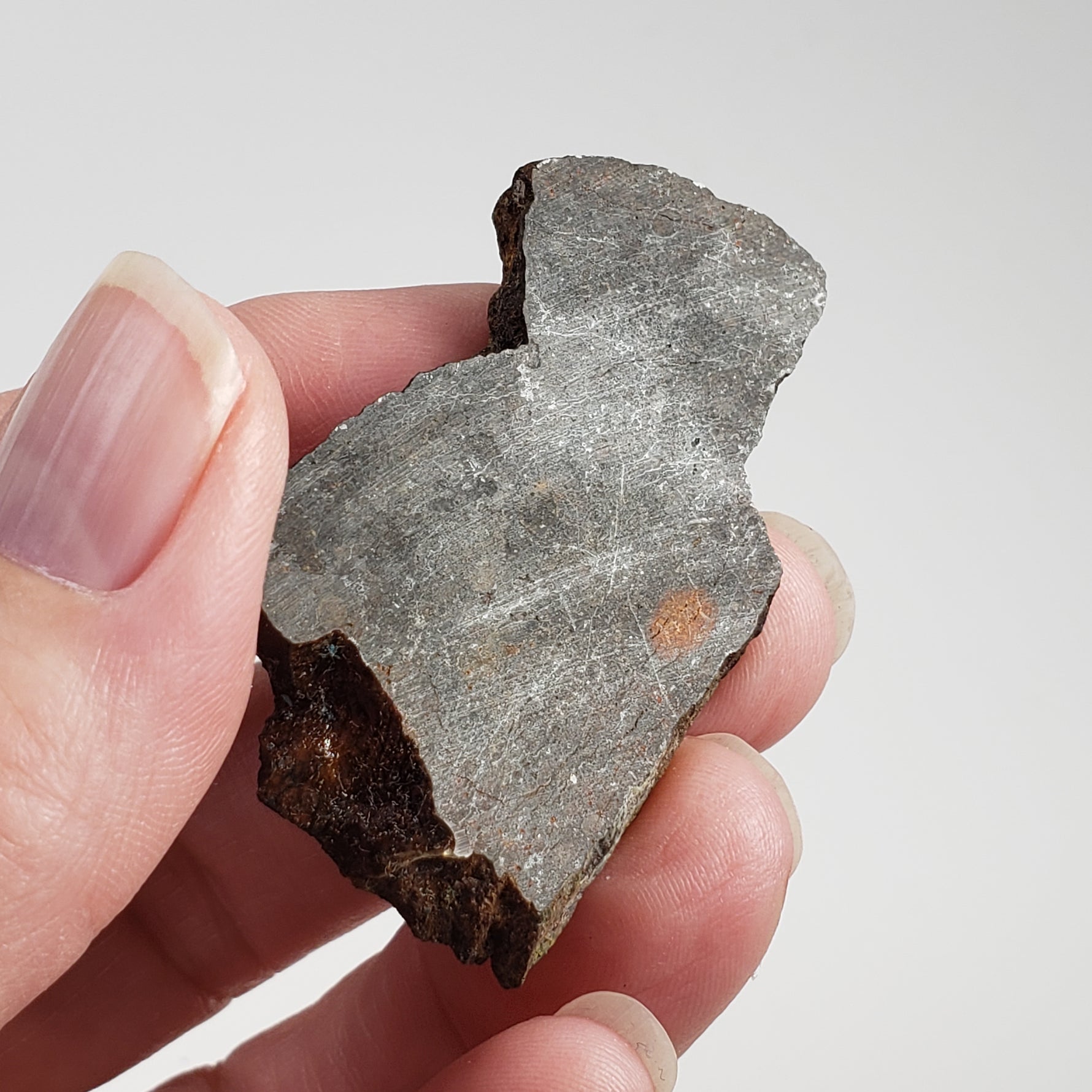  Dhofar 273 Meteorite 17 Gram Slice L5 Chondrite 