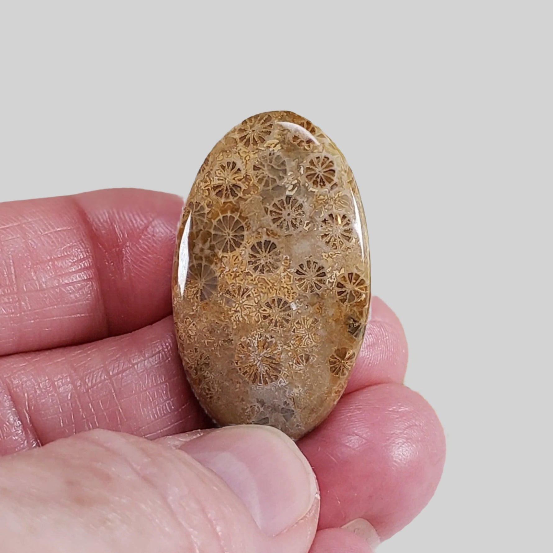  Chrysanthemum Coral Fossil | Fossilized Coral Untreated | 37.6x22.5mm 39.40ct | Polished Gemstone Cabochon | Africa 