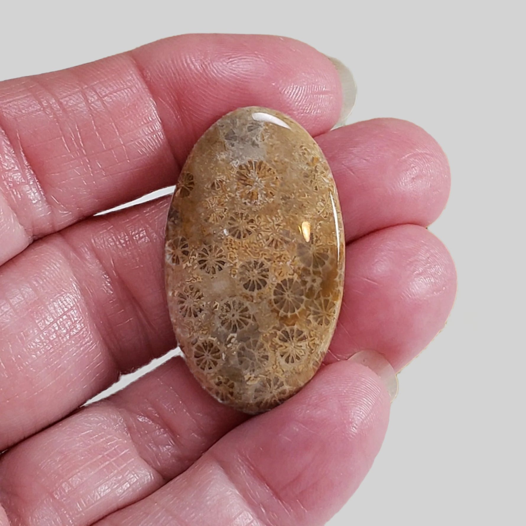  Chrysanthemum Coral Fossil | Fossilized Coral Untreated | 37.6x22.5mm 39.40ct | Polished Gemstone Cabochon | Africa 