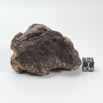  Dhofar 221 Meteorite 142.8 Grams L5 Shocked Chondrite  