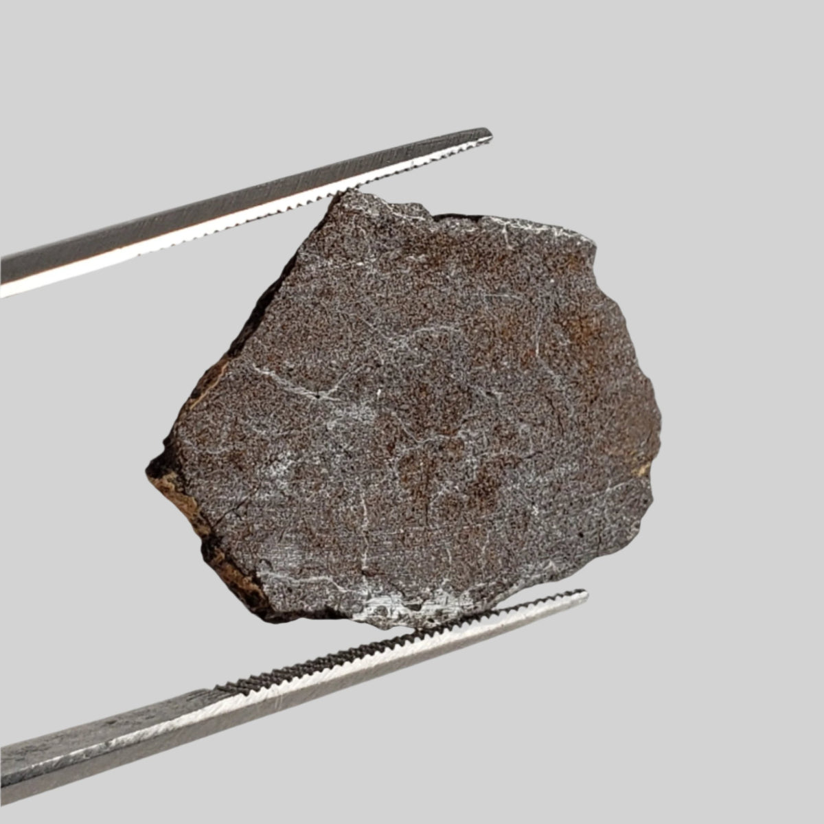 D - NWA 2965 Fossil Meteorite | 1.49 Grams | Slice | Rare  EL-Melt Rock | Paleomet