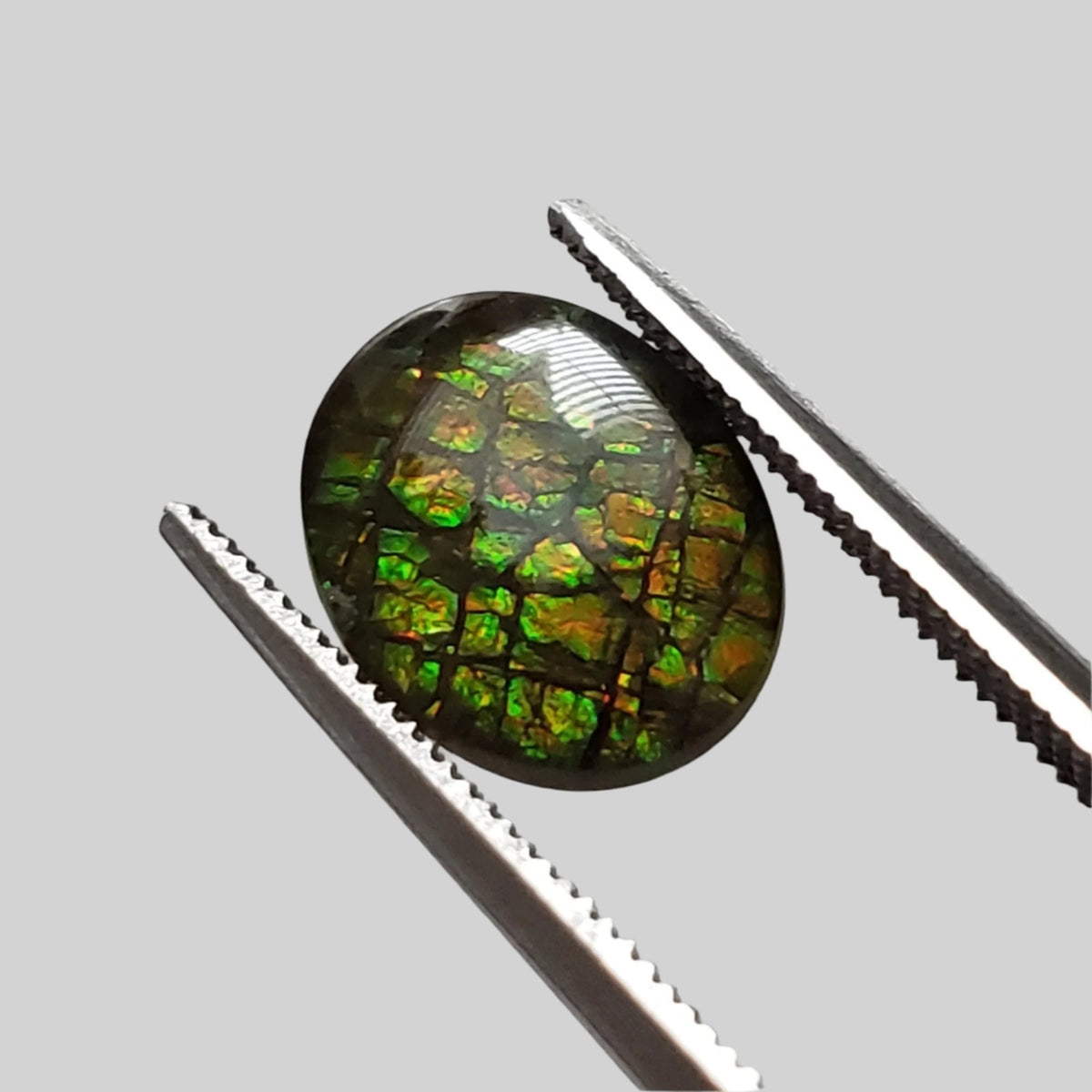 Ammolite Gem | Ammonite | Oval Cabochon | 10x8mm | Canada