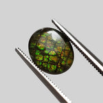 Ammolite Gem | Ammonite | Oval Cabochon | 10x8mm | Canada