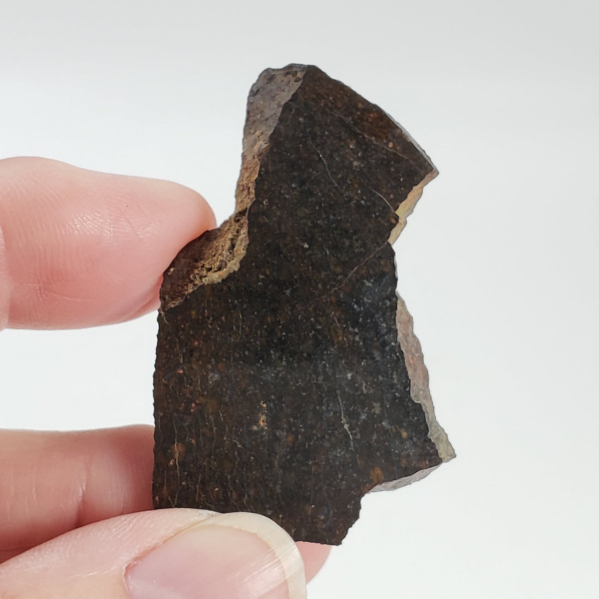  Dhofar 273 Meteorite 17 Gram Slice L5 Chondrite 