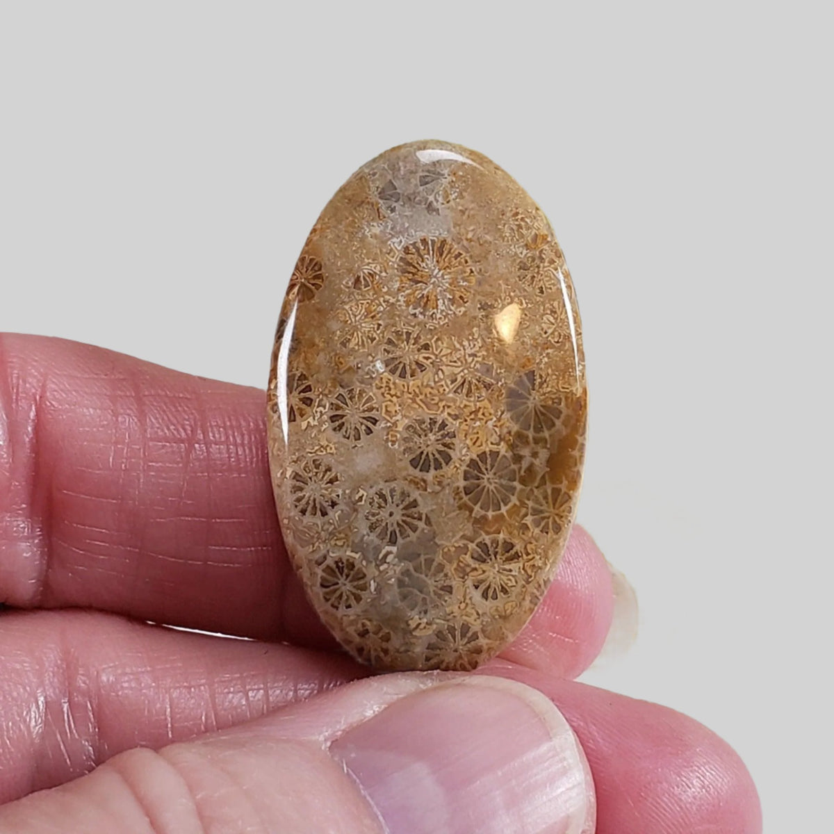  Chrysanthemum Coral Fossil | Fossilized Coral Untreated | 37.6x22.5mm 39.40ct | Polished Gemstone Cabochon | Africa 