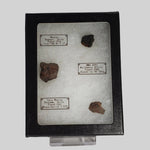   Meteorite-in-a-Box  Mini World Collection Trio | Nantan, NWA 4293 and Vaca Muerta 