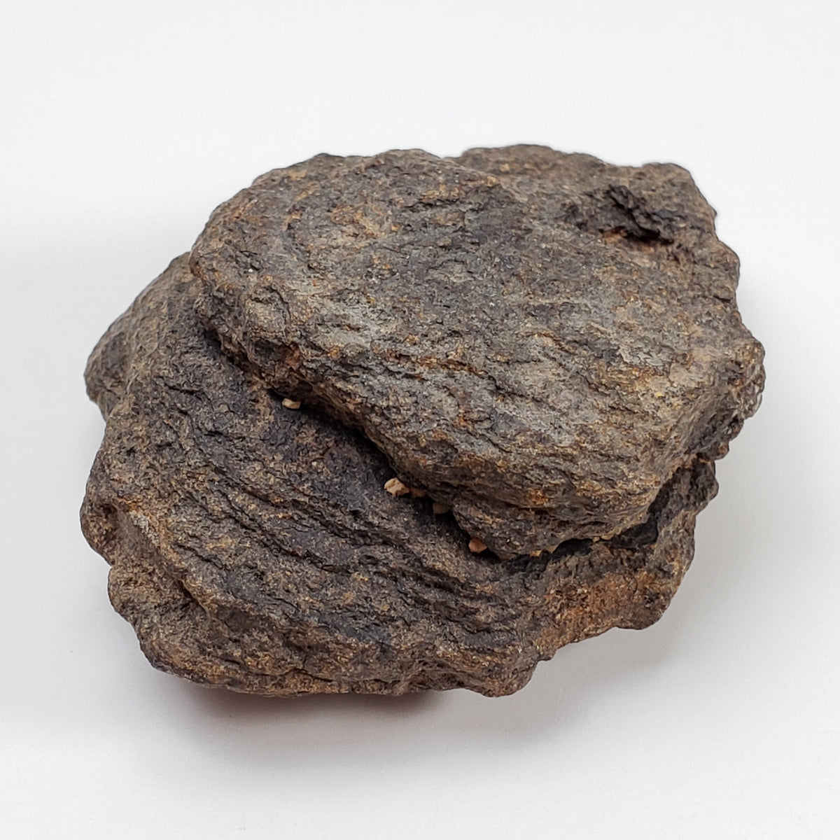  NWA 2965 Meteorite | 49.85 Grams | Individual | EL-Melt Rock | Fossil Paleomet 