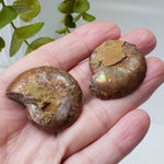 Ammonite Fossil Pair | Polished Matching Halves | Iridescent Ammonite | 38x31mm