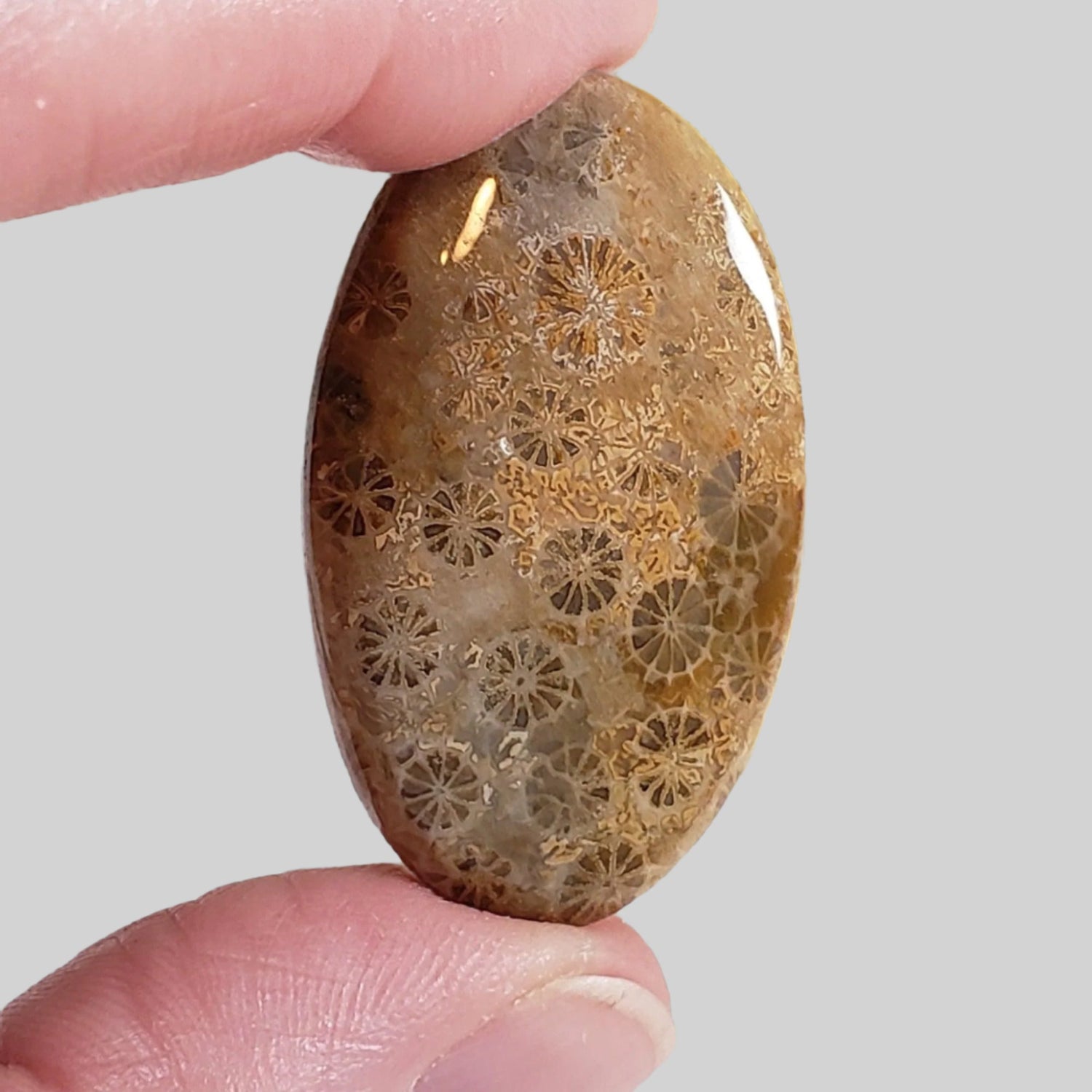  Chrysanthemum Coral Fossil | Fossilized Coral Untreated | 37.6x22.5mm 39.40ct | Polished Gemstone Cabochon | Africa 