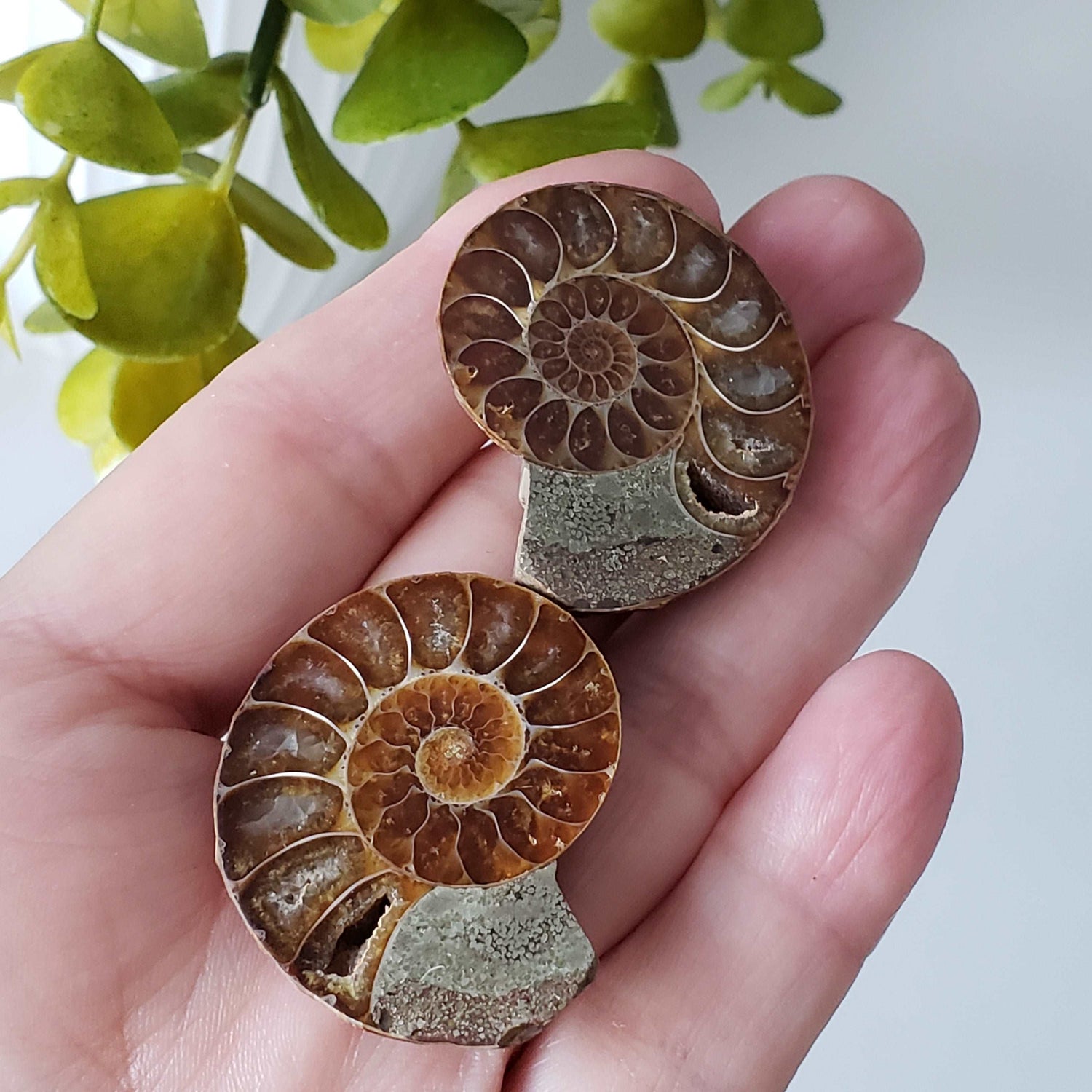 Ammonite Fossil Pair | Polished Matching Halves | Iridescent Ammonite | 38x31mm