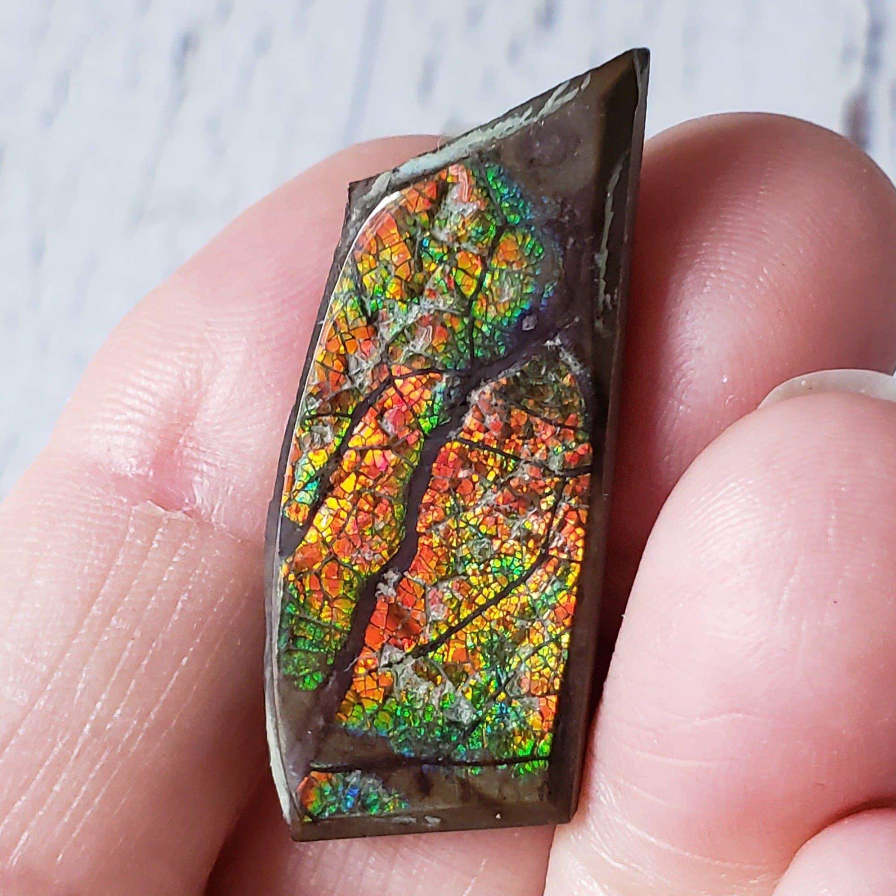  Ammolite Gem | Ammonite | Fancy Cabochon | 38x16 mm 28.40 CT | Canada | SO24 