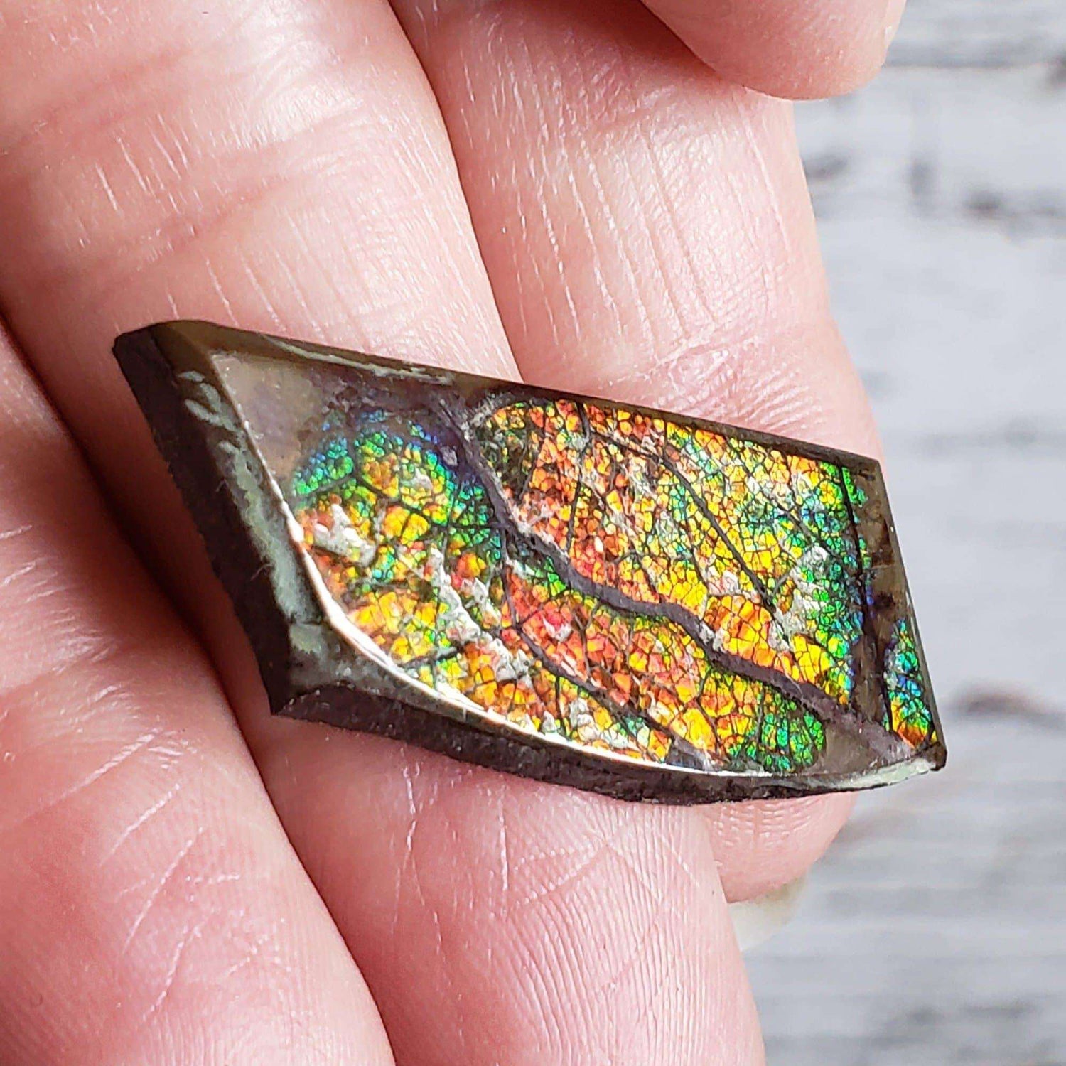  Ammolite Gem | Ammonite | Fancy Cabochon | 38x16 mm 28.40 CT | Canada | SO24 1