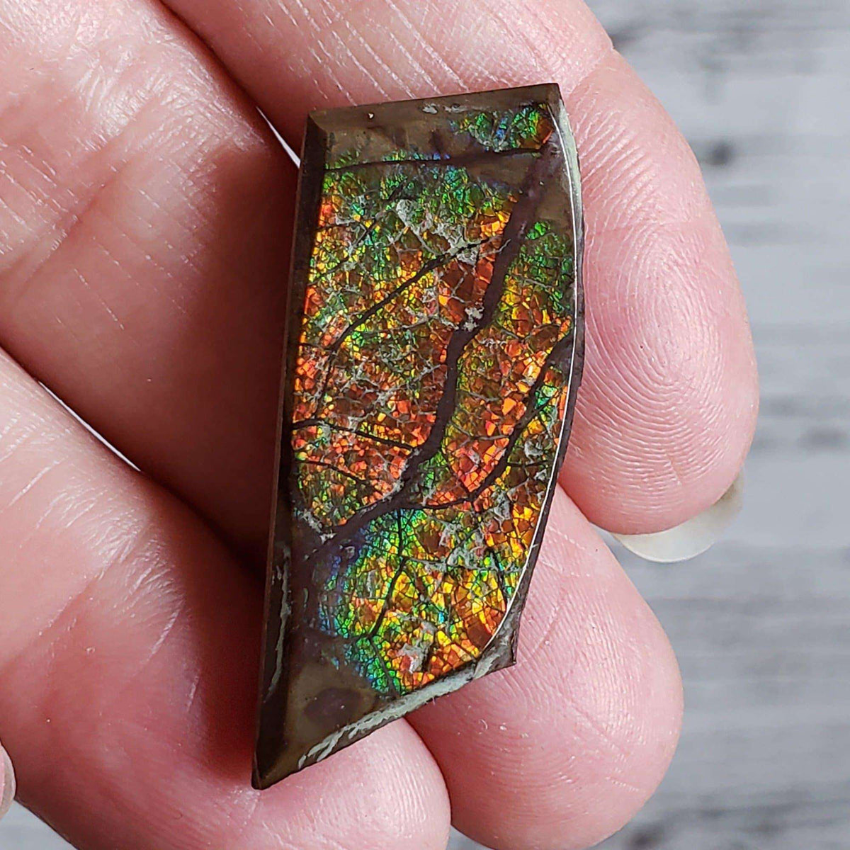  Ammolite Gem | Ammonite | Fancy Cabochon | 38x16 mm 28.40 CT | Canada | SO24 2