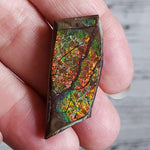  Ammolite Gem | Ammonite | Fancy Cabochon | 38x16 mm 28.40 CT | Canada | SO24 2